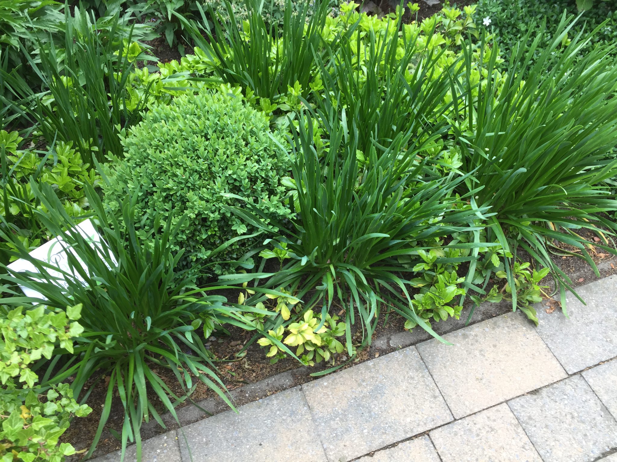 tuin onderhoud